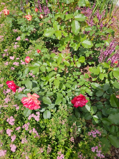The image is a top-down view of a garden with several roses and smaller pink flowers. The roses are in various stages of bloom, with some fully open and others still buds. One prominent rose in the center is a deep red, while another to the lower right is a bicolor pink and yellow. Smaller clusters of delicate pink flowers are scattered throughout the scene, interspersed with lush green foliage and stems. The lighting suggests it is daytime, likely sunny given the highlights on the leaves and petals. The setting appears to be a garden in a natural outdoor environment, possibly Russia given the provided location context. There are no people or visible text in the image.