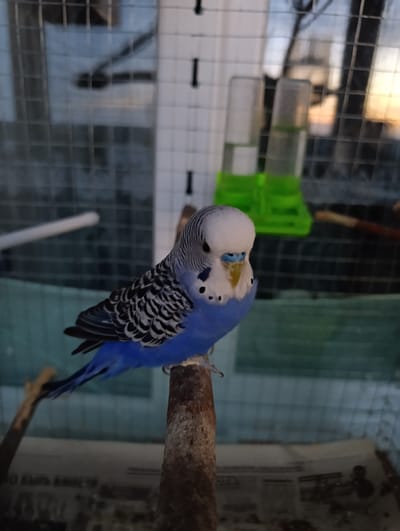 A budgie bird is perched on a rough wooden dowel inside a cage. The bird is predominantly blue with black and white markings on its wings and head. It has a light blue cere and a yellow patch on its throat. The cage has a wire mesh structure and various green feeding accessories are visible in the background. The lighting suggests it is either early morning or late evening. The environment appears to be indoors, possibly a domestic setting. The image does not provide any information about the city of Bialynichy, Belarus.