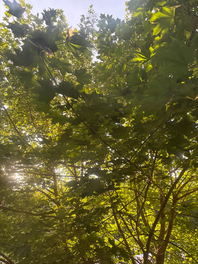 An outdoor, eye-level shot captures a dense canopy of green maple leaves and branches against a bright, hazy sky. Sunlight filters through the foliage, creating a dappled lighting effect with bright highlights and shadows. The image is taken from below, looking up into the tree. The scene appears to be a park or a natural area within the city of Imeni Morozova, Russia, given the dense tree cover. There are no people, animals, or visible man-made objects other than the hint of a building structure at the very bottom of the image. The focus is on the natural elements of the tree and the sunlight.