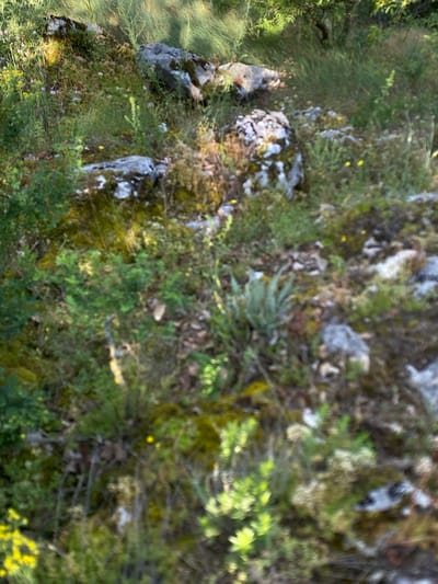 The image is a close-up, slightly blurred view of a rocky, overgrown natural landscape. The scene is dominated by green foliage, moss-covered rocks, and patches of dry grass. Small yellow and purple wildflowers are scattered throughout. The terrain appears uneven and somewhat wild, suggesting an uncultivated or natural area. The specific location within Градска општина Нишка Бања, Serbia, cannot be determined from the visual information alone. There are no people or discernible actions in the image.