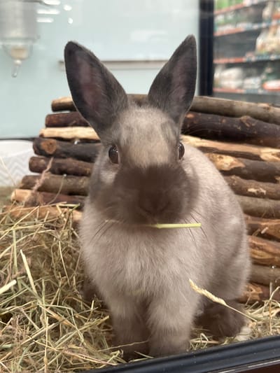 This image captures a light brown rabbit with distinct dark brown point coloration on its face, muzzle, and ears, sitting within an enclosure in a pet store in Gif-sur-Yvette, France. The rabbit faces the viewer directly, holding a short, bright green piece of straw horizontally in its mouth. It is positioned on a bed of light brown and green hay. Behind the rabbit, a rustic structure composed of stacked dark brown wooden logs or branches is visible. In the blurred background, a clear plastic water bottle with a metal spout hangs in the upper left, while retail shelving stocked with various packaged products (greens, whites, oranges) is discernible through a transparent barrier to the right, consistent with a commercial pet supply environment.