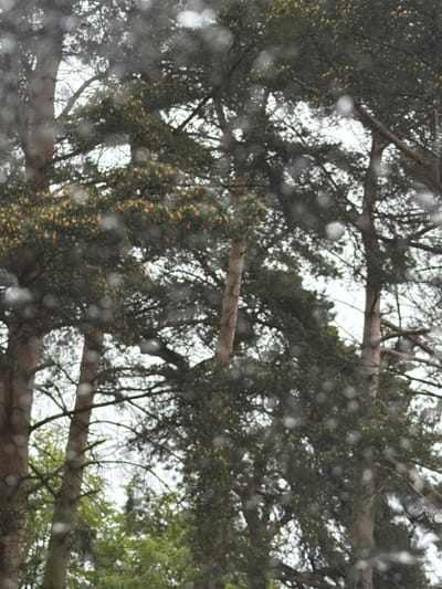 The image depicts the canopy of a tree, potentially a conifer, with branches extending across the frame. The foliage is a mix of dark green and some lighter green with what appear to be small, yellowish structures, possibly cones or buds. The background is a blurry white sky. There are visible water droplets on the lens of the camera or some other surface between the camera and the trees. The location, Durham, United Kingdom, is based on the available data.