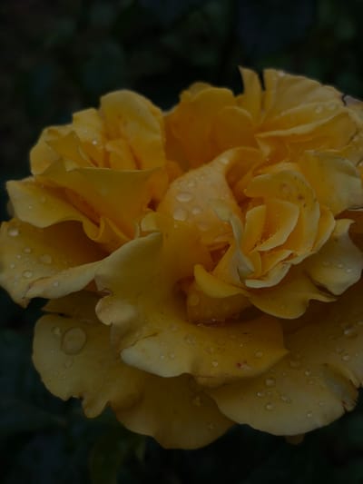 A close-up, vertical shot focuses on a yellow rose bloom, its petals layered and somewhat ruffled. Numerous water droplets are visible on the surface of the petals, reflecting light and adding texture. The background is a dark, blurred green, suggesting foliage and creating a shallow depth of field that emphasizes the rose. The lighting is soft and diffused, with a slight shadow cast on the lower right side of the bloom. There are no people or human-made objects visible in the frame. The scene appears to be outdoors, likely in a garden setting, given the focus on a flower and the natural background. The image does not contain information that would allow for pinpointing its location within Dachnoye, Russia.