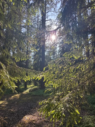 This image, captured in Komarovo, Russia, depicts a sun-drenched forest scene, seemingly taken from a low perspective looking up and across a path. Dense coniferous trees, likely firs or spruces, dominate the frame, with their needles illuminated by bright sunlight.
The sun, a brilliant starburst, is visible through a clearing in the upper left quadrant, casting long, distinct rays of light through the canopy. This strong backlighting creates a striking contrast between the sunlit needles, which appear a vibrant green, and the shadowed areas of the foliage, which are much darker.
To the right, a forest path or track is visible, covered in fallen leaves, pine needles, and patches of moss. Sunlight filters through the overhead branches, creating an intricate pattern of dappled light and shadow on the ground. The path appears to curve gently into the distance, bordered by more dense undergrowth and trees.
The sky, a clear blue, is intermittently visible through gaps in the tree canopy, especially towards the upper left where the sun is positioned. The overall impression is one of a peaceful and serene natural environment. The strong sunbeams and distinct shadows suggest it is either early morning or late afternoon. There is no discernible human activity or visible text in the image.