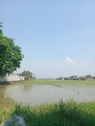 A wide shot captures a rural landscape in Brangsong, Indonesia, dominated by a bright, clear blue sky. On the left, a large tree with lush green foliage extends from the edge of a concrete wall. This wall, which appears to be a boundary or part of a building, runs horizontally across the mid-ground, separating the foreground from a flooded rice paddy. The rice paddy, filled with shallow, murky water, reflects the sky and the distant environment. Rows of young rice plants are visible in the paddy, appearing as small green sprouts.

Beyond the rice paddy, a line of houses with red-tiled roofs and white walls stretches across the horizon, interspersed with scattered trees and vegetation. A faint haze or mist softens the distant view. A few sparse white clouds are scattered across the sky. In the foreground, dense green grass grows along the edge of the flooded area, with a crumpled piece of white plastic sheeting visible amongst the grass on the far left. The scene suggests an agricultural setting bathed in daylight.