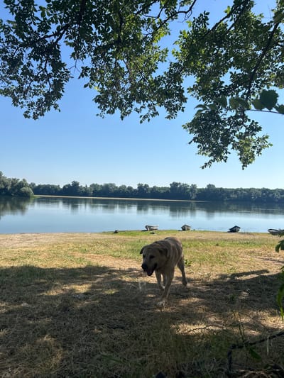 The image depicts a tranquil scene along the banks of the Danube River in Belene, Bulgaria. In the foreground, a light-colored dog with its mouth open is walking on dry grass under the dappled shade of a tree. The ground is covered with a mix of dry grass and straw, with some scattered leaves and twigs. Behind the dog, the grassy bank slopes gently down to a calm body of water, reflecting the clear blue sky and the lush green trees that line the opposite bank. Several small boats are pulled up onto the shore, adding a touch of human activity to the natural landscape. The overall impression is one of peaceful repose in a rural, riverside setting.