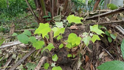 In the city of Meunasahdayah, Indonesia, a low-angle shot captures a section of the forest floor. In the foreground, a collection of lush green leaves sprout from a dark, gnarled piece of wood, possibly a stump or fallen log. The leaves are distinctly lobed, with pointed edges, and their vibrant color contrasts with the surrounding environment. Several thin, brown branches weave through the scene, some appearing dead and brittle, others supporting the new growth. In the background, the dense foliage of the forest creates a verdant backdrop, with hints of palm trees visible. A person, partially visible on the right side of the frame, wears a striped shirt, suggesting human presence in the area. The overall scene depicts a vibrant segment of the natural environment, showcasing the resilience of plant life amidst decay.