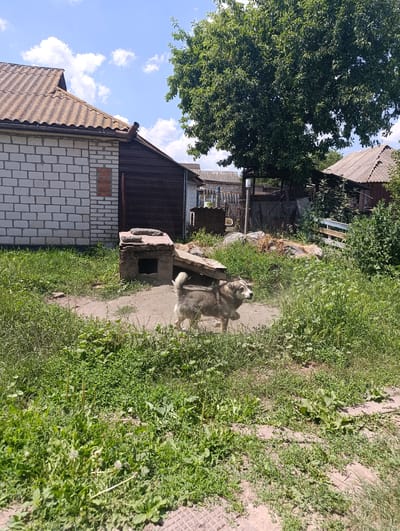 In Ladyzhyn, Ukraine, a medium-sized dog with grey and white fur stands on a dirt path next to a small, dilapidated dog house. The dog house is made of concrete and has a dark opening. The dog is facing to the right, with its tail raised. In the background, there is a white brick building with a corrugated metal roof, a dark wooden structure, and a large tree with dense green leaves. There are also patches of tall green grass and some scattered debris. The sky is blue with scattered white clouds. The scene appears to be in a rural or suburban setting.