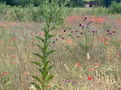 This image captures a vibrant wildflower field, likely in Belo Pole, Bulgaria, under bright daylight conditions. The scene is dominated by a dense array of wild flora, giving a natural and untamed appearance.

In the foreground, a tall, spiky green plant, possibly a type of thistle or mullein, stands prominently, its serrated leaves forming a distinct vertical element. The field itself is a tapestry of color, with numerous red and orange poppies scattered throughout, adding bright accents. Interspersed among the poppies are several purple thistle blossoms, particularly noticeable in the middle ground, along with other smaller, less distinct wildflowers in hues of blue, white, and yellow. The ground is covered with various grasses and other green and dried vegetation, indicating a flourishing ecosystem.

In the distant background, a line of lush green trees forms the horizon, and a small, rustic wooden structure, possibly a shed or a weathered building, is partially visible through the foliage on the upper right side. The overall atmosphere is one of natural serenity and abundance. There is no discernible activity or visible text in the image. The light suggests it's daytime, possibly late morning or early afternoon, with soft, diffused sunlight.