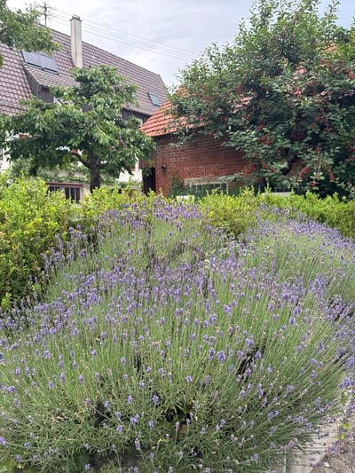 The image depicts a front yard or garden area with lush lavender in the foreground. Behind the lavender, there are neatly trimmed green bushes. Further back, a brick building with a red tile roof is visible, adjacent to a larger building with a brown tile roof, skylights, and a prominent white chimney. A tree with red berries is situated between the buildings. The scene is set on a cloudy day. The location is identified as the private garden of an apartment complex on Neckarstraße in Sindelfingen, Germany, specifically an area that has undergone recent landscaping improvements.