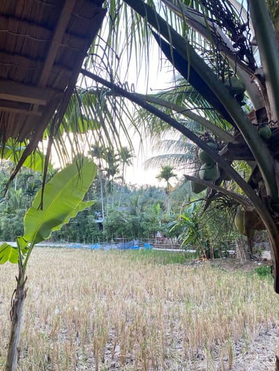 The image shows a view in Gampongaceh, Indonesia, looking out over a harvested rice paddy field. A thatched roof structure is visible in the lower left corner. Coconut palm trees with coconuts and banana trees frame the view. The rice field has been harvested, leaving stubble. In the distance, there are more trees, including palms, and blue tarps are visible. The sky appears bright, suggesting it is either early morning or late afternoon.