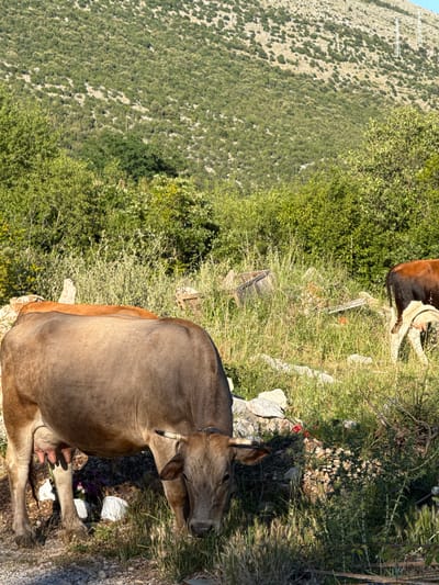 The image depicts a rural, mountainous landscape in Staro Slano, Bosnia and Herzegovina, under natural daylight conditions. In the foreground, a light brown cow with small horns is positioned from the lower-left to the center, with its head lowered, appearing to graze on sparse grass and dry earth. Its udder is visibly full. Scattered around this cow are several white plastic containers or buckets and other debris. To the right in the midground, the hindquarters and udder of a second brown and white cow are visible, moving through tall green and dry grasses.
The immediate environment around the cows consists of uneven ground, rocks, and a mix of tall grasses, weeds, and small shrubs. A discarded wooden crate or box is partially obscured by the grass behind the main cow. The background is dominated by a steep hillside or mountain, densely covered with green trees and shrubs on its lower slopes. Higher up, the vegetation becomes sparser, revealing areas of light-colored rock. At least two large metal lattice electricity transmission towers (pylons) are visible on the upper slopes of the mountain. A small portion of clear blue sky is discernible in the top right corner. No human figures are present.