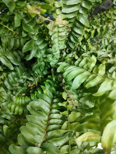 The image is a close-up, overhead shot of lush green fern fronds. The leaves are elongated and segmented, with a slightly glossy texture. Some fronds appear darker and more mature, while others are lighter green and newer growth. There are a few brown, dried-out leaves interspersed throughout the foliage, suggesting natural shedding. The background is largely obscured by the dense plant life, but hints of a dark, possibly textured surface are visible in the upper right corner. The lighting appears to be natural and diffused, casting soft shadows within the fronds. The image does not contain any people, actions, or interactions. The location of Kalach, Russia, is not depicted or suggested by any elements within the photograph.