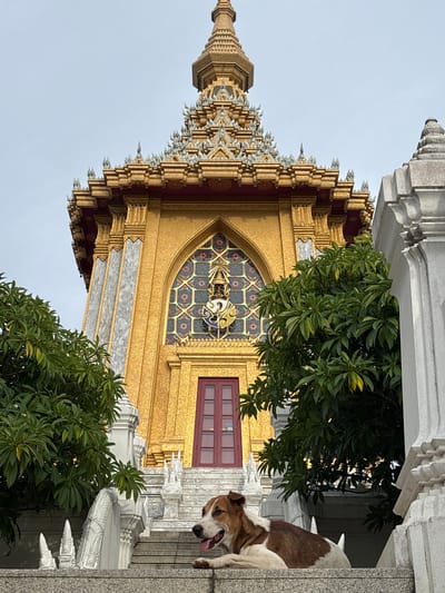 A medium shot photograph captures a dog resting on stone steps in front of a grand, golden building with intricate architectural details. The dog, a mix of brown and white, lies down with its tongue hanging out, appearing relaxed. It is positioned on the third step from the bottom, with its head turned to the left of the frame.
The building behind the dog is ornately decorated in gold, featuring a large, arched stained-glass window with a central emblem. The window is surrounded by a mosaic of smaller colorful panes. A dark red door is situated below the window. The building's roof is adorned with multiple tiers of ornate, pointed structures, also in gold. The entrance to the building is flanked by white stone balustrades and sculptures of mythical creatures. Green foliage from trees is visible on either side of the steps, partially obscuring the lower sections of the building. The sky above is overcast and pale blue.
The location is identified as มาบฟักทอง, Thailand. The scene appears to be a temple or a significant religious or cultural site. The overall atmosphere is serene, with the dog appearing to be a calm presence in the foreground of the majestic structure.