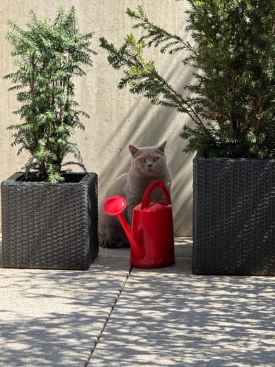 A medium shot captures a grey cat with bright orange eyes sitting between two dark grey wicker planters, each containing a green coniferous shrub. In front of the cat and slightly to its right is a bright red watering can. The scene appears to be outdoors, on a light-colored tiled or paved surface, with distinct shadows from nearby foliage cast across the ground and the light-colored concrete wall behind the subjects. The lighting suggests a sunny day. The location is specified as Buchs (SG), Switzerland.