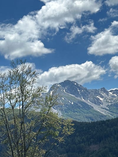 This is a vertical, medium-shot, outdoor photograph captured on a sunny day with scattered clouds. In the foreground, the top half of a deciduous tree with sparse green foliage is visible on the left side of the frame. The tree branches are dark brown and spread widely. Behind the tree, a lush, dark green forest covers the lower half of the image, sloping upwards towards the mountains. The middle ground is dominated by a majestic mountain range with jagged peaks. Patches of snow are visible on the upper slopes and in crevices of the mountains. The sky above is a vibrant blue, dotted with fluffy white clouds. The scene appears to be a mountainous landscape, potentially in the vicinity of Miravčine, Montenegro, given the natural elements. There are no people or animals present in the image.