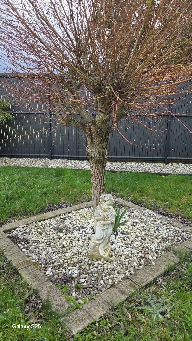 This image depicts an outdoor garden scene in Ottonville, France. In the foreground, a light-colored, human-like statue, possibly an angel or cherub, stands upright within a square-shaped planter bed. This bed is filled with small, light-colored gravel and is bordered by four segments of weathered concrete pavers. Immediately behind the statue, a deciduous tree with a central trunk and numerous bare, light brown branches extends upwards, showing early signs of budding. The tree's lower trunk is within the gravel bed. Surrounding the gravel bed and extending into the foreground and sides is green grass with some scattered brown debris. In the background, a dark grey or black wooden fence composed of vertical slats is visible, stretching horizontally across the scene. The sky, partially obscured by the tree's branches, appears light and overcast.