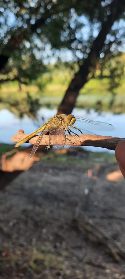 A close-up, vertical, eye-level shot captures a yellow dragonfly perched on a thin, brown branch. The dragonfly's body is elongated, with segmented sections and delicate, translucent wings extending outwards. Its large, compound eyes are prominent and yellowish. The branch it rests on is textured and appears dry, with a shadow cast beneath it. In the background, a blurry body of water, possibly a river or lake, is visible under the dappled sunlight filtering through tree leaves. The overall environment suggests an outdoor natural setting, likely near a body of water. The location is identified as Dubăsarii Vechi, Moldova.