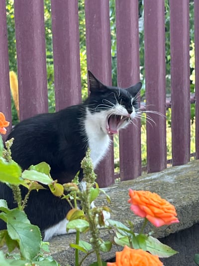 A black and white cat is captured mid-yawn, perched on a stone ledge in front of a purple wooden fence. Lush green foliage and two orange roses are in the foreground. The background, visible through the fence slats, appears to be a garden with sunlight filtering through green leaves, suggesting an outdoor setting in Onițcani, Moldova.