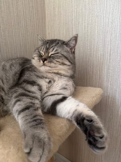 A close-up, slightly elevated shot shows a sleeping tabby cat with closed eyes and a relaxed expression. The cat, which appears to be a British Shorthair or similar breed, has grey fur with dark tabby markings and white accents on its paws and chest. It is lying on a tan, plush surface, likely a cat tree or cushion, with its front paws extended forward. The background consists of a textured, pale beige wall with vertical lines. The lighting is soft and diffused, illuminating the cat's fur and facial features. The image was taken in Uhornyky, Ukraine.