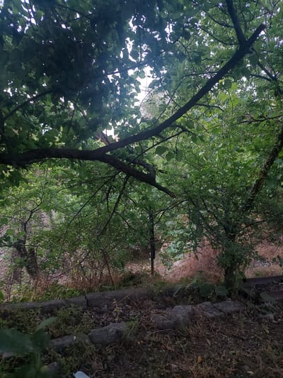 The image depicts a dense green foliage of trees and bushes, with a prominent horizontal branch in the foreground extending from the left side of the frame. The leaves are a vibrant green, indicating a healthy growth. The background reveals more vegetation and a dimly lit area with some brown, dry brush. In the lower part of the image, there is a cracked concrete structure, possibly a retaining wall or border, with scattered rocks and dry leaves on the ground. The overall environment suggests an outdoor setting, possibly a park or a wilder, untamed area within the city of Areni, Armenia. The lighting is soft and diffused, suggesting it might be overcast or late afternoon. There are no people or animals visible in the scene.