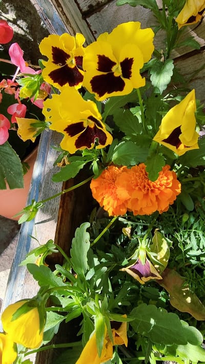 The image shows a close-up view of a flower box filled with various colorful flowers. The prominent subjects are yellow pansies with dark centers, a bright orange marigold, and some pink and red begonias at the bottom. Green foliage is abundant throughout the planter.

The scene appears to be outdoors, with sunlight casting shadows on the flowers and the weathered wooden planks of the planter's edge. The lighting suggests it is daytime, likely sunny. The setting could be a garden or patio.

Notable details include the intricate patterns on the pansy petals and the dense, ruffled texture of the marigold. One pansy in the upper right appears to be a different variety, with purple and yellow coloring. The planter itself has a rustic, aged look, with peeling blue paint on its edges.

No people are visible, and there is no text. The overall impression is one of a vibrant and lively floral display, enjoying the sunshine. The location context of Setcases, Spain, suggests a Mediterranean or mountainous climate, which would be suitable for these types of flowers.