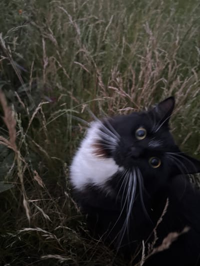 A black and white cat with bright yellow eyes is looking up from a patch of tall, dry grass. The cat's head is tilted, and its whiskers are fanned out. The grass is a mix of green and brown, with some stalks appearing to be dead or dried out. The background is blurred and out of focus, suggesting the image was taken with a shallow depth of field. There is no indication of a specific location in Peterborough, United Kingdom, or any other geographical context.