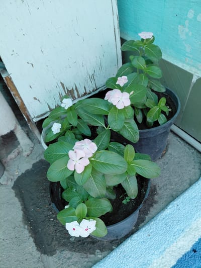 The image shows two potted plants with pale pink and white flowers, likely Vinca plants, positioned outdoors on a concrete surface. One pot is black, and the other is white. Behind the plants is a light blue wall and a weathered, white wooden door or panel. The ground appears wet in some areas, suggesting recent watering or rain. A portion of a blue and white striped rug is visible in the lower right corner. There are no people or animals in the image. The scene is consistent with an outdoor residential setting, possibly a yard or patio. The city of Бұлақты, Kazakhstan is not explicitly identifiable from the visual elements in the photograph.