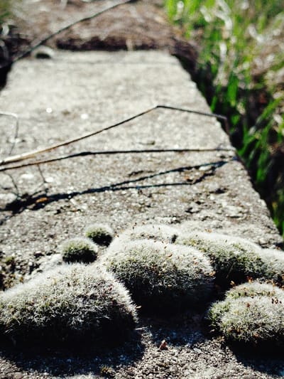 The image depicts a close-up, shallow depth-of-field view of a weathered concrete or stone surface, likely an outdoor pathway edge or low wall, located in Klenovik, Bulgaria. In the immediate foreground, multiple clusters of light green to greyish-green moss, appearing somewhat dry or sun-bleached, adhere to the rough, granular surface. These moss clusters contain numerous small, brown, upright structures, consistent with sporophytes or seed pods. The concrete surface directly beneath the moss is coarse and exhibits minor discoloration and debris.

Receding into the midground, the concrete structure forms a straight line, appearing rough and uneven along its edges. Faint, dark, linear shadows, possibly from thin wires or branches, are cast across the concrete surface. The background on the left is blurred, showing shades of brown, indicative of dry earth or sparse vegetation. The background on the right is similarly blurred but features vibrant green hues, suggesting lush grass or foliage. The scene is brightly illuminated, consistent with direct sunlight. No individuals or animate subjects are present. No specific actions or interactions are depicted.