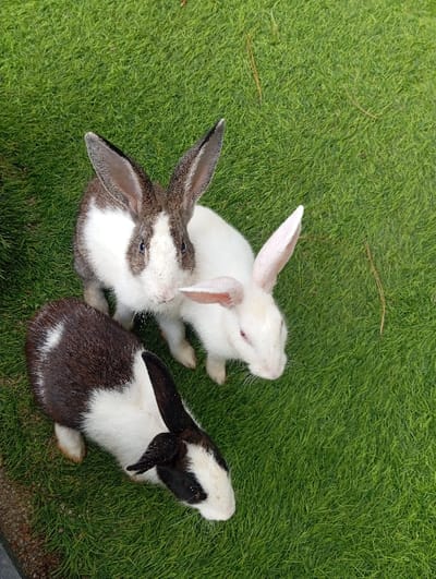Three domestic rabbits are observed on a vibrant green grass lawn in Kuwukan, Indonesia. The rabbit positioned at the upper left exhibits white fur with brown and grey markings on its head and ears, with its gaze directed towards the viewer. To its right stands a pure white rabbit with pink ears and red eyes, facing right. At the lower left, a black and white patterned rabbit is present, facing right with its body largely visible. The rabbits are standing stationary on the short, well-maintained grass. A dark, undefined edge runs along the extreme lower left boundary of the scene.