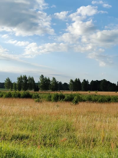 A wide, low-angle shot captures a sun-drenched meadow in Pikati, Estonia, under a bright blue sky dotted with fluffy white clouds. The foreground is dominated by tall, golden-brown grasses, interspersed with patches of vibrant green. A lower layer of lush green foliage and dark purple flowers lines the middle ground, leading the eye to a treeline in the background. This treeline features a mix of lighter green deciduous trees and darker, denser coniferous trees, creating a natural, undulating horizon. The overall impression is one of a serene, rural landscape bathed in the warm light of a summer day.