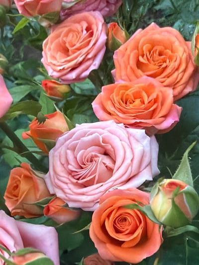 This is a close-up, eye-level, medium shot of a bouquet of peach and pink roses with dark green foliage. The roses are in various stages of bloom, with some fully open and others still in bud. The lighting is soft and diffused, creating a gentle and romantic mood. The image is focused on the flowers, with the background softly blurred. There are no people or animals present in the image, and no indication of the specific location within Ароматненское сельское поселение, Ukraine.