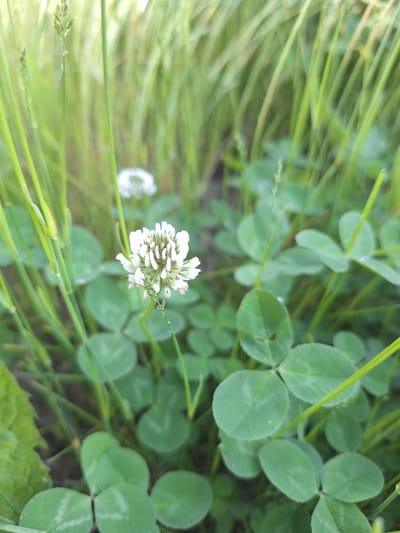 A close-up, low-angle shot captures a white clover flower in the foreground, set against a backdrop of blurred green grass and clover leaves. The clover flower, with its intricate, clustered petals, is in sharp focus, while the surrounding vegetation is soft and out of focus, creating a shallow depth of field. The image appears to have been taken outdoors, likely in a park or grassy area in Sviatopetrivske, Ukraine. The lighting suggests it may be daytime, with natural light illuminating the scene. No people or animals are visible in the image.