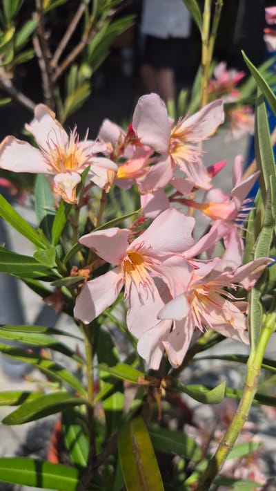 A close-up, outdoor, eye-level shot captures a cluster of delicate, light pink oleander flowers in full bloom. The petals of the flowers are slightly ruffled and some show signs of browning at the edges. The center of each bloom reveals thin, yellow stamens. Lush, green, lance-shaped leaves surround the flowers, some of which are tinged with yellow, suggesting they might be older or exposed to more sunlight. The background is softly blurred, hinting at a natural outdoor setting, possibly a garden, with hints of a brown planter and dappled sunlight. The image was taken in Drazhevo, Bulgaria.