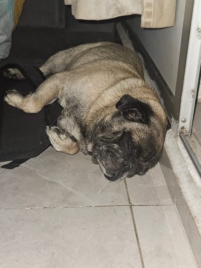 A fawn-colored pug dog with a black muzzle is perched on a black object, likely a bag or suitcase. The dog's eyes are closed, suggesting it is resting or sleeping. The background includes a white tiled wall and a low, overhead structure, possibly the underside of a cabinet or shelf. The setting appears to be indoors. The image does not provide information that connects it to the city of Perímetro Urbano Cúcuta, Colombia.