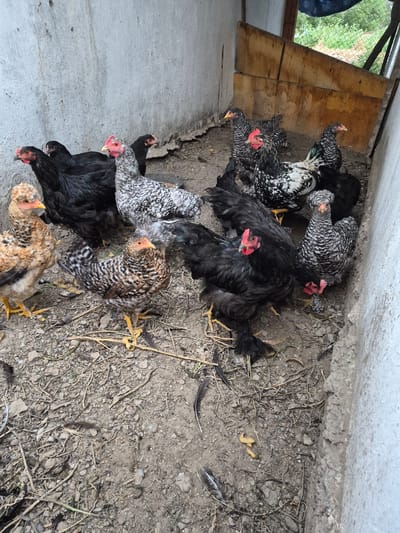 A group of chickens are gathered in a dirt enclosure with concrete walls. The chickens have varied plumage, including black, white and black speckled, and speckled brown and white. Some of the chickens have red combs and wattles. The ground is covered with dirt, small stones, and dried straw. In the background, there is a wooden structure and a glimpse of greenery through an opening. The scene appears to be a chicken coop or a similar outdoor enclosure.