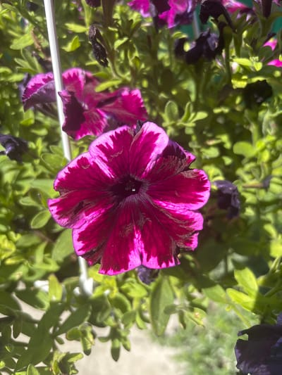 This is a close-up, high-angle, outdoor shot of a cluster of petunia flowers. The main subject is a large, deep magenta petunia with striking white or lighter pink streaks radiating from the center. The flower has five distinct petals, and its edges are slightly ruffled and appear to have some darker, dried-out sections.
Surrounding the prominent flower is a dense growth of green foliage. Interspersed are other petunia blooms, some in similar magenta and white patterns, and others in darker shades of purple, some of which appear wilted or faded. The overall impression is of a vibrant, yet slightly untamed, floral display.
The lighting suggests it is daytime, likely sunny, given the distinct shadows cast by the leaves and the bright highlights on the petals. The focus is sharpest on the central flower, with the background foliage and other blooms progressively blurring, creating a shallow depth of field.
The image appears to be taken in a garden or a planter box, possibly hanging, as a white horizontal rod is visible across the lower portion of the frame, which might be part of a railing or planter structure. There are no people visible in the image. The setting appears to be a natural environment, likely during the warmer months when petunias are in bloom. The provided location context of Zmiiv, Ukraine, suggests this floral scene is found in that region. There is no visible text in the image.