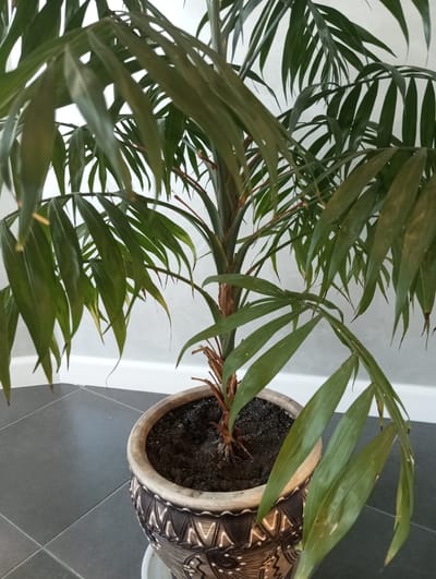 The image shows a potted palm plant with long, slender, green leaves. The plant is in a decorative pot with a brown and white tribal pattern. The pot sits on a dark gray tiled floor. In the background, there is a light gray wall with a white baseboard. The lighting suggests it is daytime. The scene appears to be indoors, possibly in a home or office setting in Oleksandriia, Ukraine. There are no people or specific activities depicted. The focus is on the plant and its immediate surroundings. Some leaves appear to be slightly yellowed or have brown tips, which could indicate a need for watering or adjustment of light conditions.