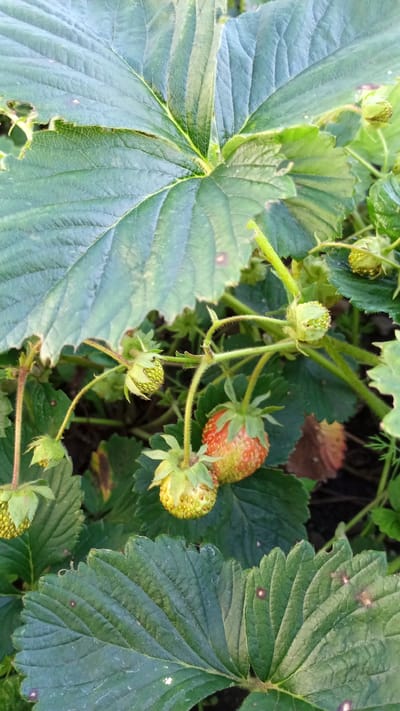 The image displays a close-up view of a strawberry plant with several developing strawberries and large green leaves. The strawberries vary in ripeness, with some appearing green and unripe, while one is partially red and showing signs of ripening. The leaves are broad and textured, with visible veins and some imperfections such as small holes or discolored spots, suggesting they are part of a natural outdoor environment. The overall scene is characterized by natural lighting, indicative of daytime, possibly in the late afternoon or early morning due to the warm tones on the ripening strawberry. The setting appears to be a garden or field in Tashlyyar, Russia, given the provided location context. No people or text are visible in the image. The focus is on the botanical details of the strawberry plant.