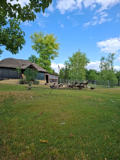 The image depicts an outdoor scene at a facility in Bardar, Moldova, featuring a rustic building with a thatched roof, a grassy yard, and a group of peacocks and other birds. The building appears to be an enclosure or a shelter, with a stone foundation and dark-colored walls. A wooden cart with spoked wheels is situated in the yard, and several peacocks are gathered around it and on a wooden railing. Some of the peacocks are displaying their iridescent plumage. Trees, including birch trees, and a clear blue sky with scattered white clouds form the backdrop. A wire fence encloses the area, suggesting it is a farm or an aviary. The overall impression is of a peaceful rural setting.