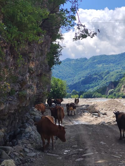 In Orbeli, Georgia, a dirt road winds through a rocky, mountainous terrain. A herd of cows is scattered along the road, some grazing, others walking. The road is flanked by a steep, rocky cliff on the left and a dry riverbed filled with stones on the right. Lush green trees and vegetation cover the slopes of the surrounding mountains, which are partially shrouded by white clouds against a bright blue sky. The scene is illuminated by natural daylight.