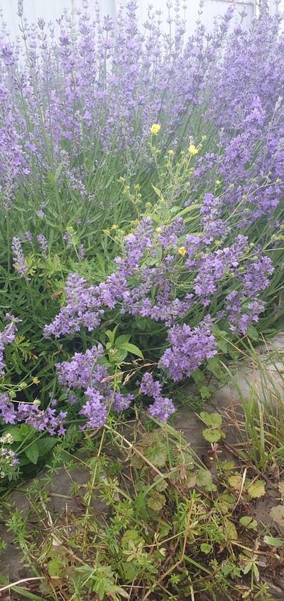 The image depicts a dense cluster of blooming lavender plants, with some yellow wildflowers interspersed within. The lavender flowers are a vibrant shade of purple, with numerous small blossoms clustered along tall green stems. The yellow flowers are smaller and star-shaped, providing a stark contrast to the purple. The plants are set against a blurred background that appears to be a light-colored, possibly wooden, fence or wall. The foreground shows a mix of green grass, dry leaves, and dark soil, suggesting a natural outdoor setting. No people or animals are visible in the frame. The scene is likely located in a garden or a natural area within Ivashevo, Russia, given the presence of typical flora for such a region. The lighting suggests it is daytime, possibly overcast or late afternoon, given the soft illumination and lack of harsh shadows.