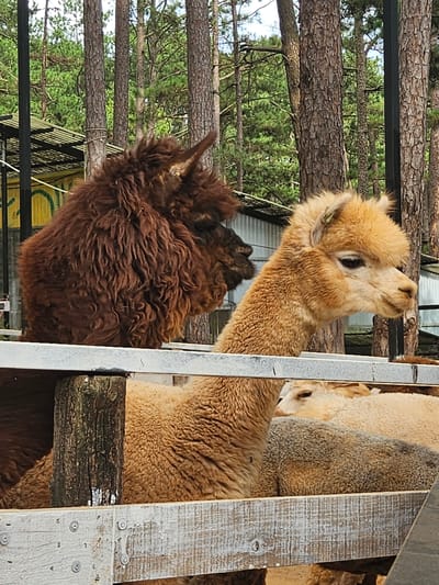 The media file shows two alpacas in an outdoor enclosure. The alpaca in the foreground is a rich brown color with a shaggy coat and is facing away from the camera. Its head is turned slightly, revealing its ear. The alpaca behind it is a lighter, golden brown color and is looking upwards and to the right, with its head held high. Its eye is clearly visible, and it appears alert. Both alpacas are standing behind a wooden fence, which is made of rough-hewn planks and posts.
In the background, there are tall trees with rough bark, suggesting a natural or semi-natural setting, possibly a farm or sanctuary. The trees are dense, and some branches are visible horizontally across the image, creating a layered effect. The lighting suggests it is daytime, with bright light illuminating the alpacas. The overall scene conveys a sense of calm and a rural environment. No visible text is present in the image.