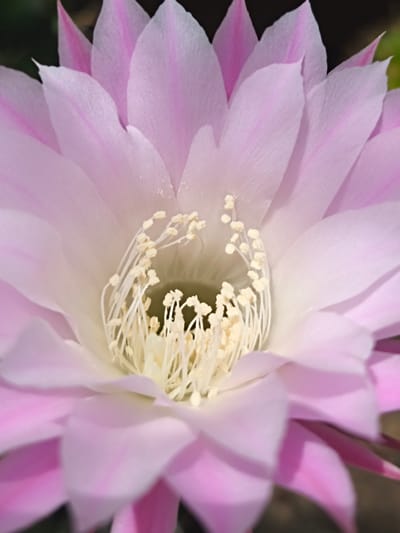 A close-up, top-down perspective captures a vibrant pink and white flowering plant, reportedly situated in Терновский округ, Ukraine. The flower consists of multiple concentric layers of delicate, ovate petals. The outermost petals exhibit a deeper magenta-pink hue along their longitudinal veins and tips, gradually transitioning to lighter shades of pink and eventually white towards the central core of the bloom. Subtle, fine venation is visible across the petal surfaces. Protruding from the flower's heart is a dense, circular cluster of numerous slender, white filaments (stamens), each capped with small, granular, cream-colored anthers. These stamens are arranged in a somewhat uneven but generally radial pattern, surrounding a less distinctly visible central reproductive structure. The depth of field is shallow, rendering the stamens and inner white petals in sharp focus, while the outer pink petals and the dark, indistinct background are softly blurred. The background appears to be a natural, shaded environment, possibly containing dark green foliage. No human subjects, animals, or artificial objects are present within the frame.