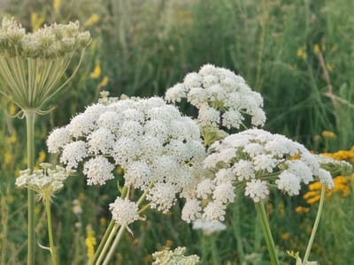 A close-up, natural light photograph depicts a cluster of white Queen Anne's Lace flowers in bloom. The flowers are arranged in large, flat-topped or slightly domed clusters of tiny white florets, characteristic of the species. In the foreground, several stems of the plant are visible, some bearing the white flower heads, while another stem on the left shows an immature, green flower bud cluster. The background is a soft, out-of-focus blur of green foliage with occasional hints of yellow, suggesting a meadow or roadside setting. The image is static and shows no discernible activity or human presence. The location of Kubina, Russia is not indicated by any visual elements within the photograph.