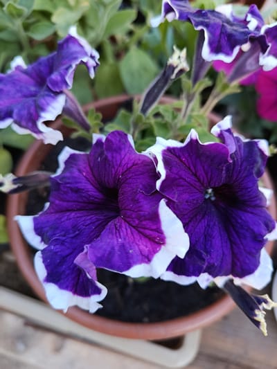 The image shows a close-up of several purple and white petunia flowers in a brown pot. The flowers are vibrant and in full bloom, with some petals unfurling and others still partially closed. The pot appears to be sitting on a wooden surface, possibly a table or deck, outdoors. The background consists of green foliage and other out-of-focus flowers, suggesting a garden or planted area. The location of Bekhtery, Ukraine, is not evident from the visual information in the image.