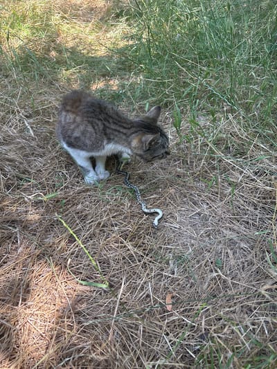 A kitten is in the grass with a snake. The kitten is a tabby and white cat, looking down at the snake. The snake is small and appears to be a garter snake with black and white markings. The scene is outdoors, with dry grass and some green vegetation. The lighting suggests it is daytime. The overall impression is a common natural encounter between a kitten and a small reptile. There is no visible text in the image.