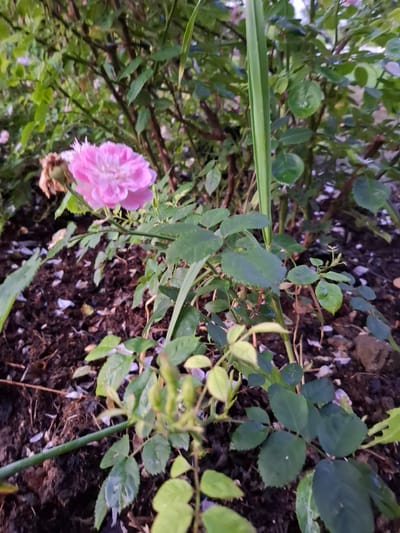 A close-up, low-angle outdoor shot showcases a pink rose in bloom. The rose is positioned in the upper left quadrant of the image, with its petals slightly unfurled. To the left of the rose, a dried brown rosebud is visible. The surrounding environment consists of dark soil littered with fallen petals and green foliage, some of which appears to be rose leaves and stems. A tall, thin green blade of grass or a similar plant stands vertically in the middle ground, to the right of the rose. The background is filled with the blurry forms of rose bushes and their branches, suggesting a garden setting. The overall lighting suggests it is either early morning or late evening. No people are present in the image.