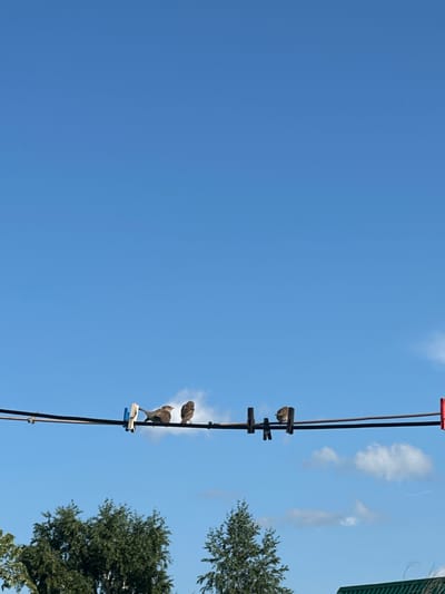 The image shows four birds perched on a clothesline against a clear blue sky. The clothesline is supported by wooden poles, and there are several clothespins on the line. Two of the birds are perched together, while the other two are more spread out. There are trees visible in the background. The image does not contain any specific identifying features of the city of Tobyl, Kazakhstan.