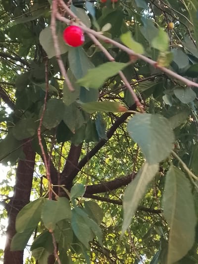 The image depicts a close-up view of a cherry tree branch laden with green leaves and a few ripe cherries. The subjects are the leaves, branches, and cherries of the tree, set against a backdrop of more foliage and the dappled sunlight filtering through.
The scene is outdoors, likely in a natural setting given the presence of a mature tree. The time of day appears to be daytime, suggested by the bright lighting and the sunlight illuminating the leaves. The weather seems pleasant, with the sunlight indicating fair conditions.
Notable details include the vibrant red color of a single cherry prominently displayed in the upper left portion of the frame, contrasting with the predominantly green hues of the leaves. Another, less visible, yellowish cherry is present on the right side of the image. The branches are thin and brown, with some finer twigs extending from them. The texture of the leaves is visible, with some appearing smooth and others slightly fuzzy. The image is taken from a low angle, looking up into the canopy of the tree.
There is no visible text in the image. The overall impression is one of nature's bounty, with the ripe cherries hinting at the season of harvest. The location context of Zhlobin, Belarus, suggests this scene is likely from a garden, park, or orchard in that region during the cherry season. No people or specific activities are depicted, the focus is purely on the botanical elements of the tree.